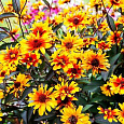 Гелиопсис подсолнечниковидный Бернинг Хартс