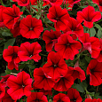 Петуния ампельная Опера Красная