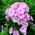 Флокс метельчатый Пинки Хилл Флокс метельчатый Пинки Хилл